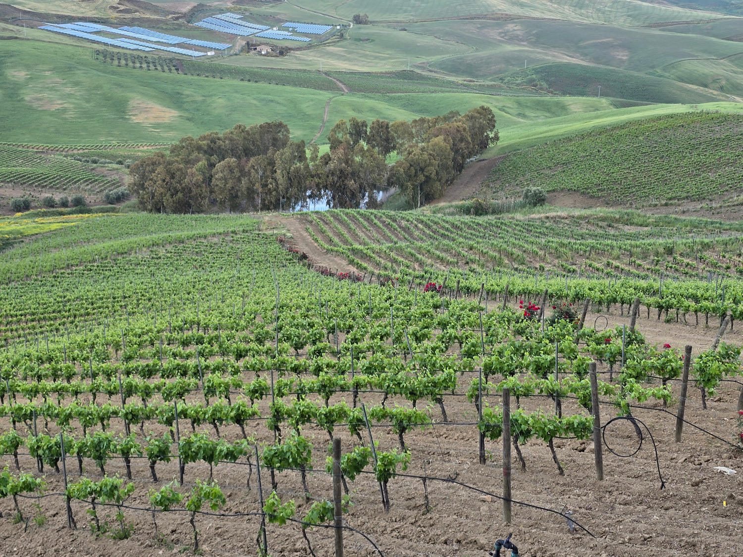 Feudo Montoni Feudo Montoni